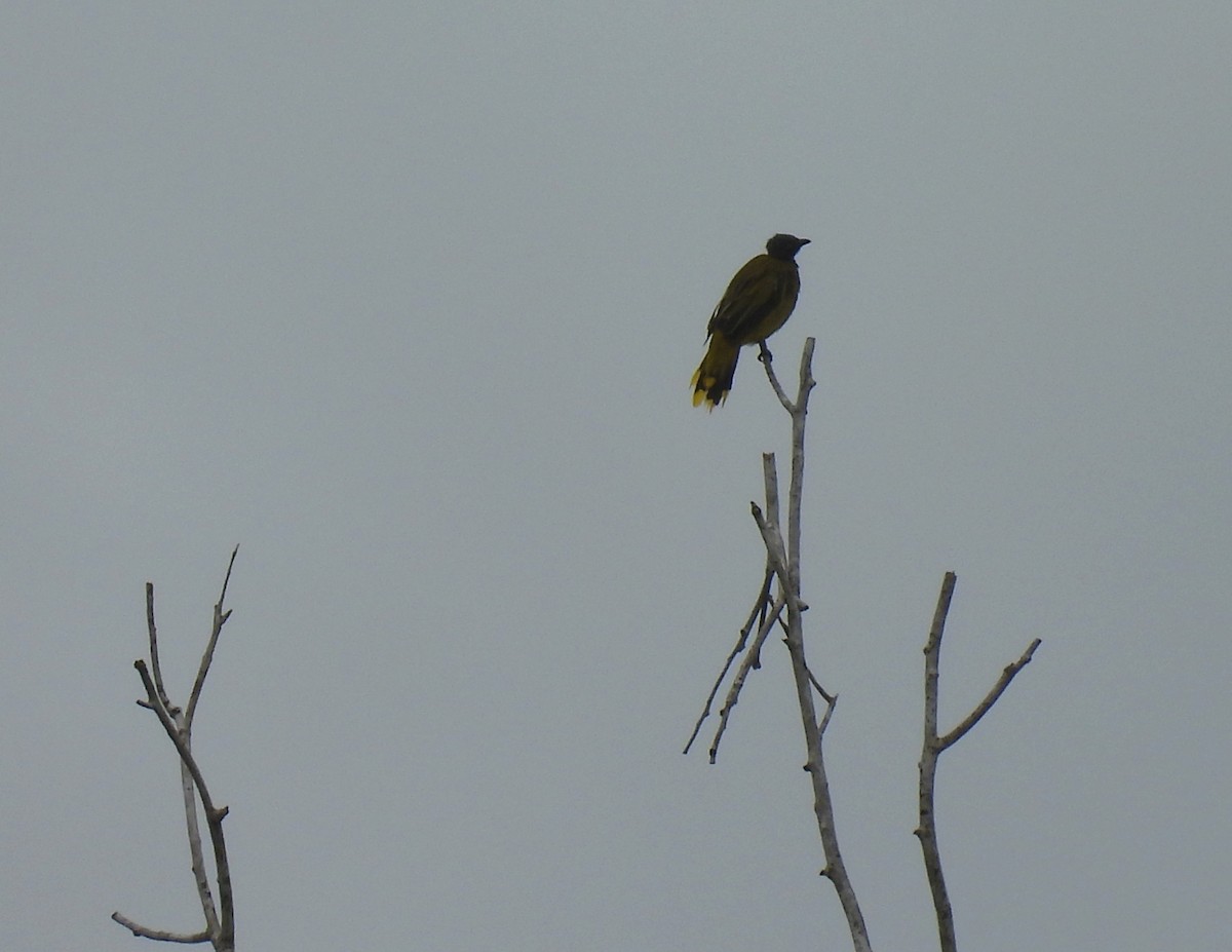 Black-headed Bulbul - ML642047504