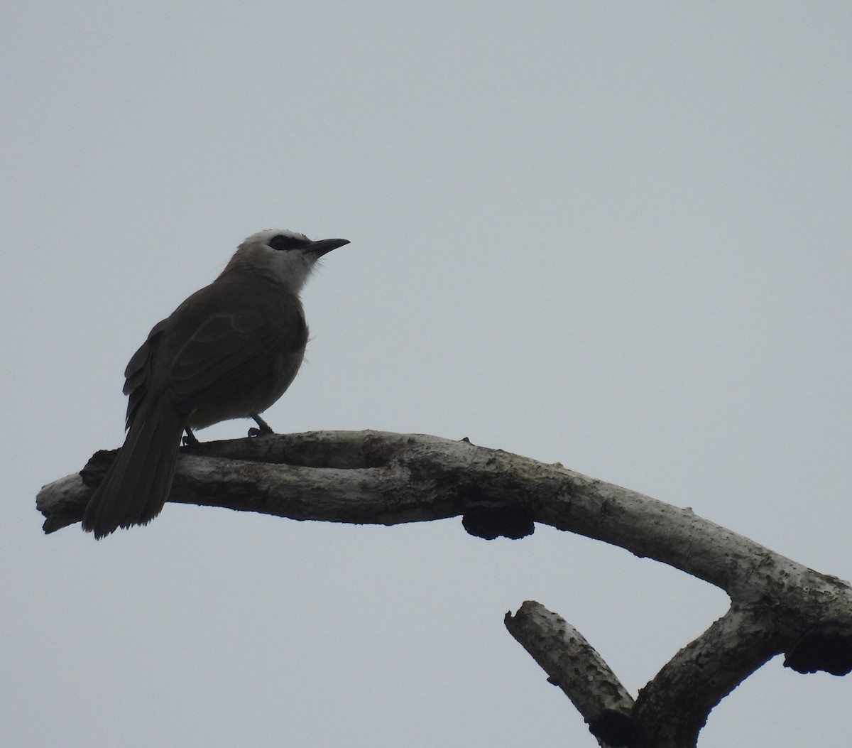 Yellow-vented Bulbul - ML642047506