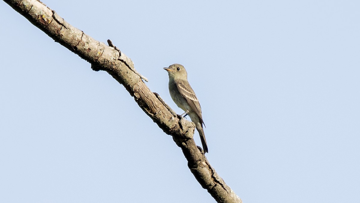 Eastern Wood-Pewee - ML642047538
