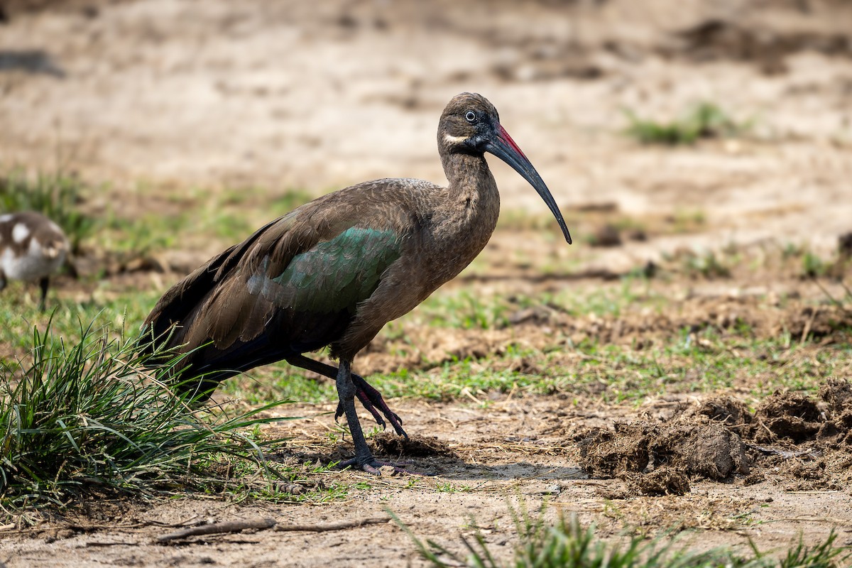 Hadada Ibis - ML642047539