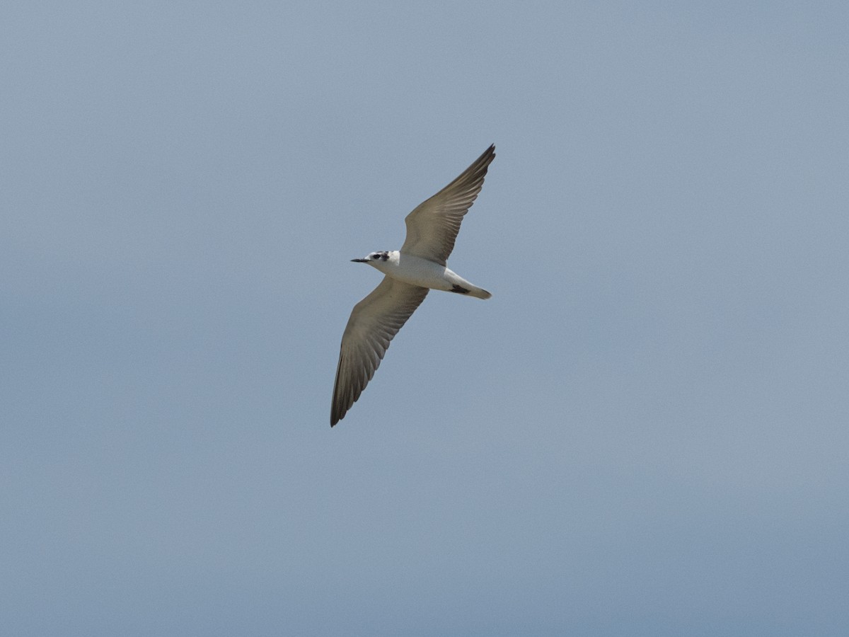 White-winged Tern - ML642047549