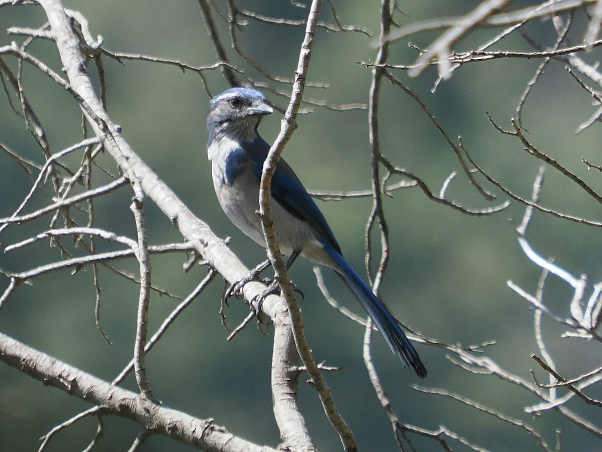California Scrub-Jay - ML642047568