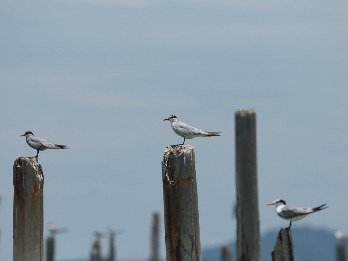 Lesser Crested Tern - ML642047569