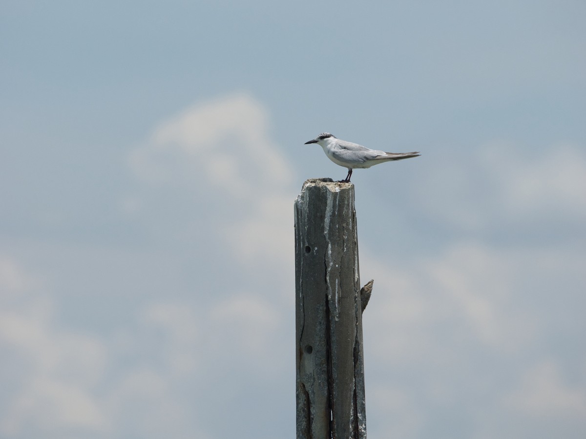 Common Tern - ML642047605