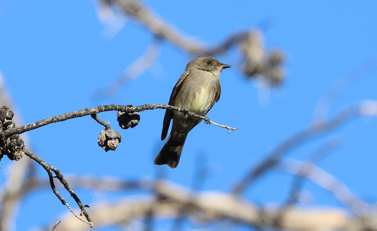 Western Wood-Pewee - ML642047607
