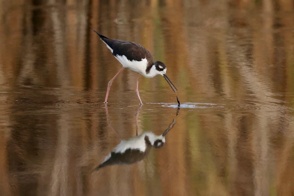 Black-necked Stilt - ML642047616
