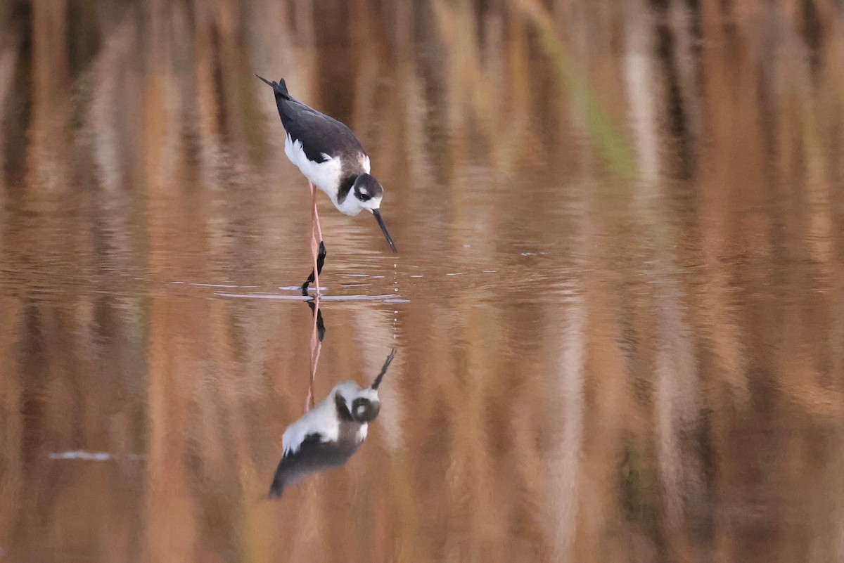 Black-necked Stilt - ML642047617