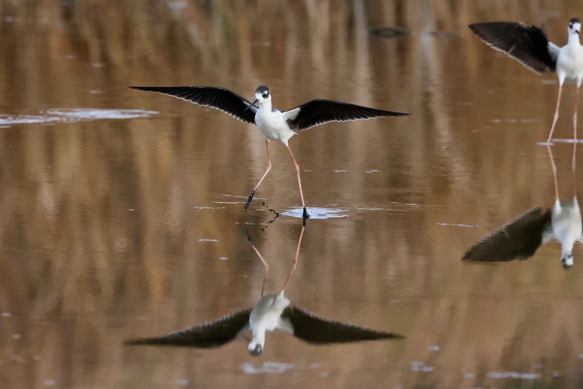 Black-necked Stilt - ML642047618