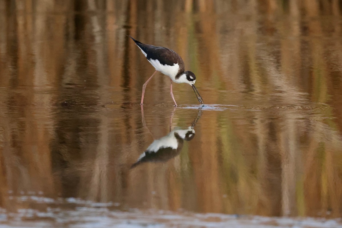 Black-necked Stilt - ML642047619