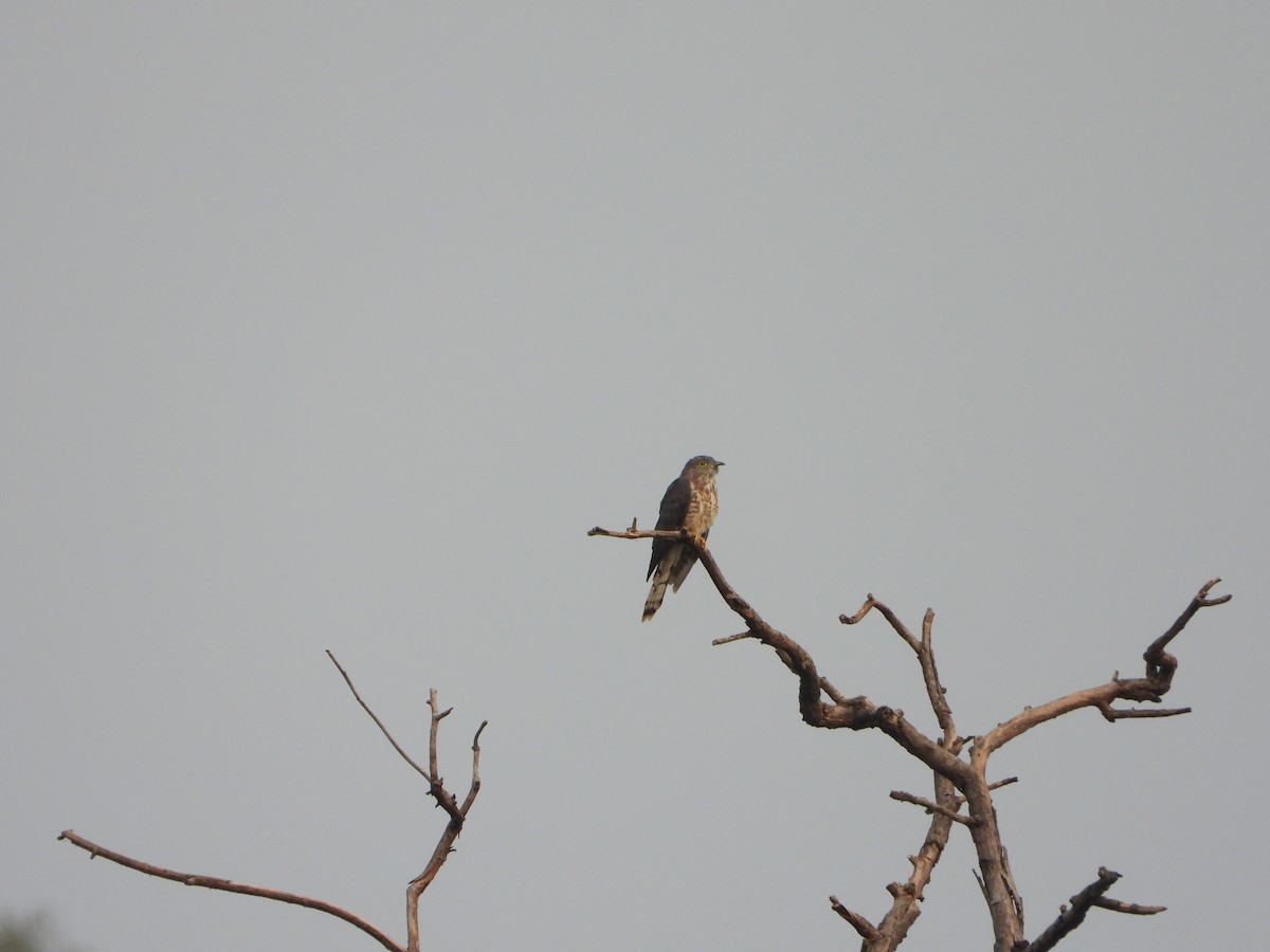 Common Hawk-Cuckoo - ML642047620