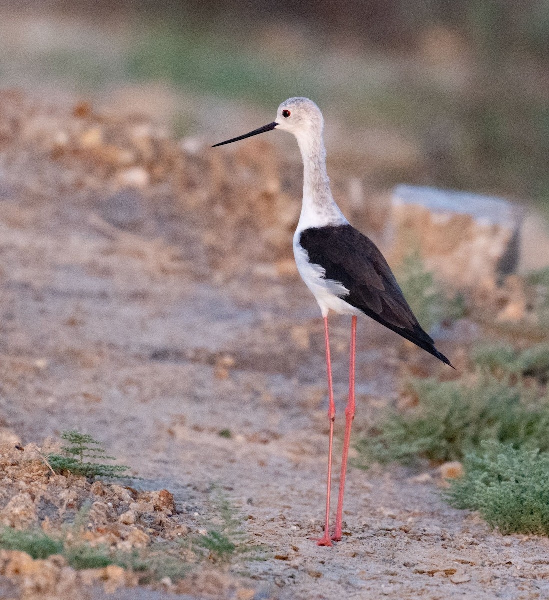 Black-winged Stilt - ML642047628