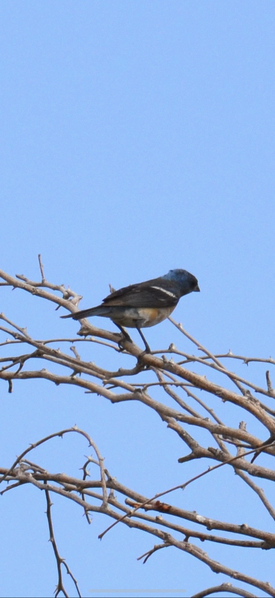 Lazuli Bunting - ML642047632