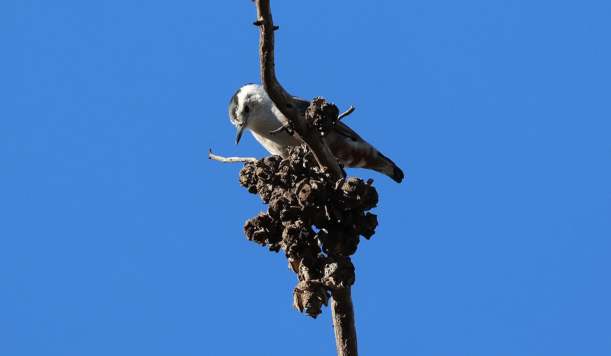 White-breasted Nuthatch - ML642047633