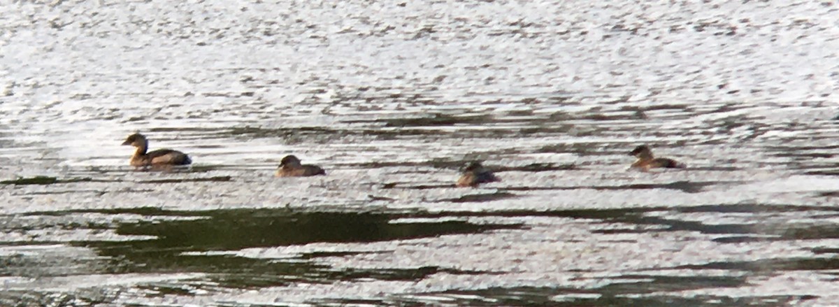 Pied-billed Grebe - ML642047648