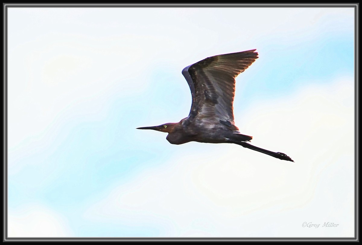 volavka červenavá - ML642047664