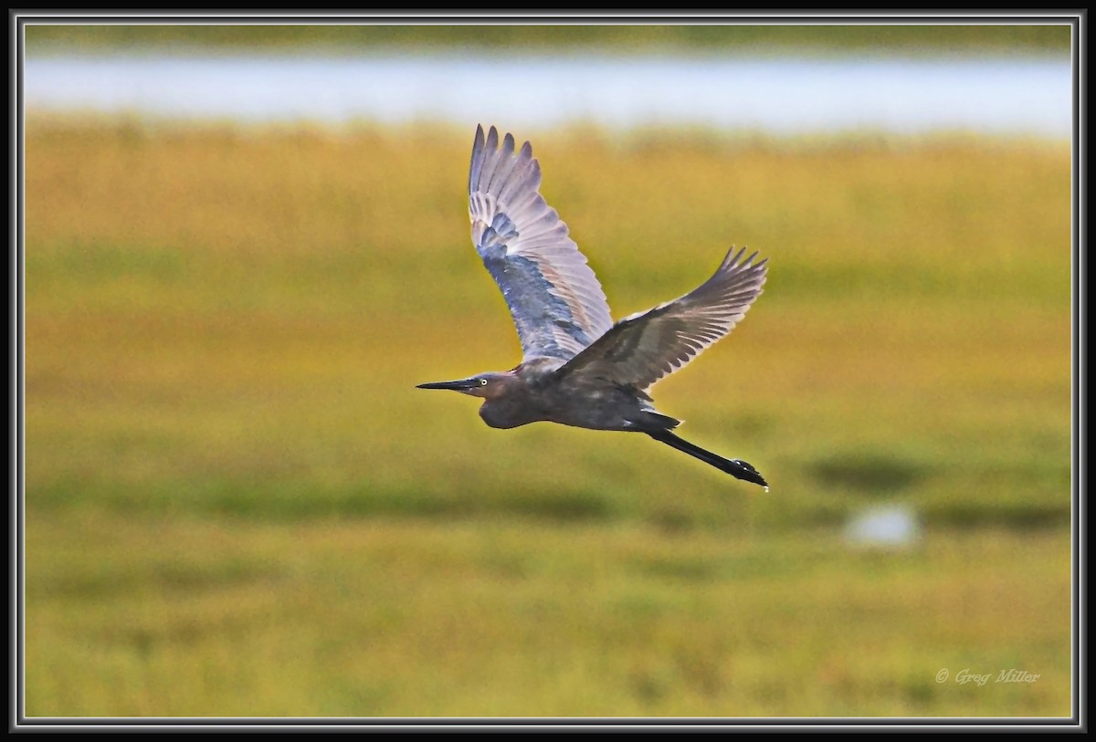 volavka červenavá - ML642047665