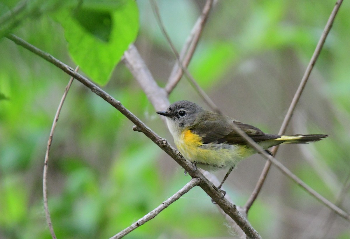 American Redstart - ML642047666
