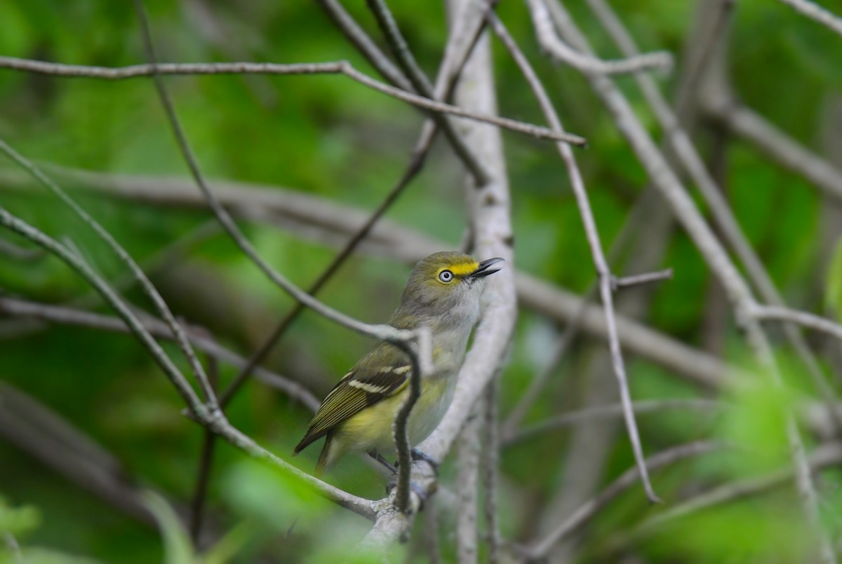 White-eyed Vireo - ML642047680