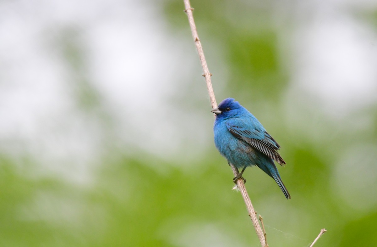 Indigo Bunting - ML642047692