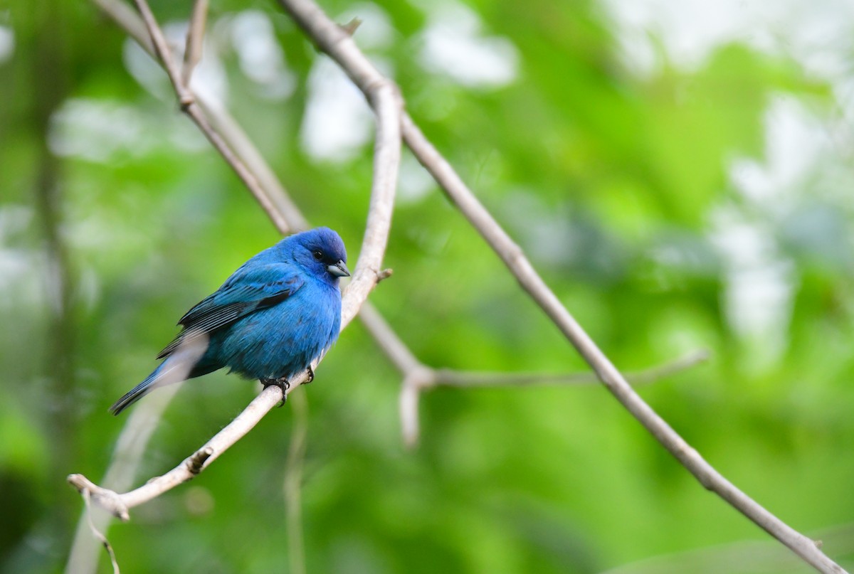 Indigo Bunting - ML642047693