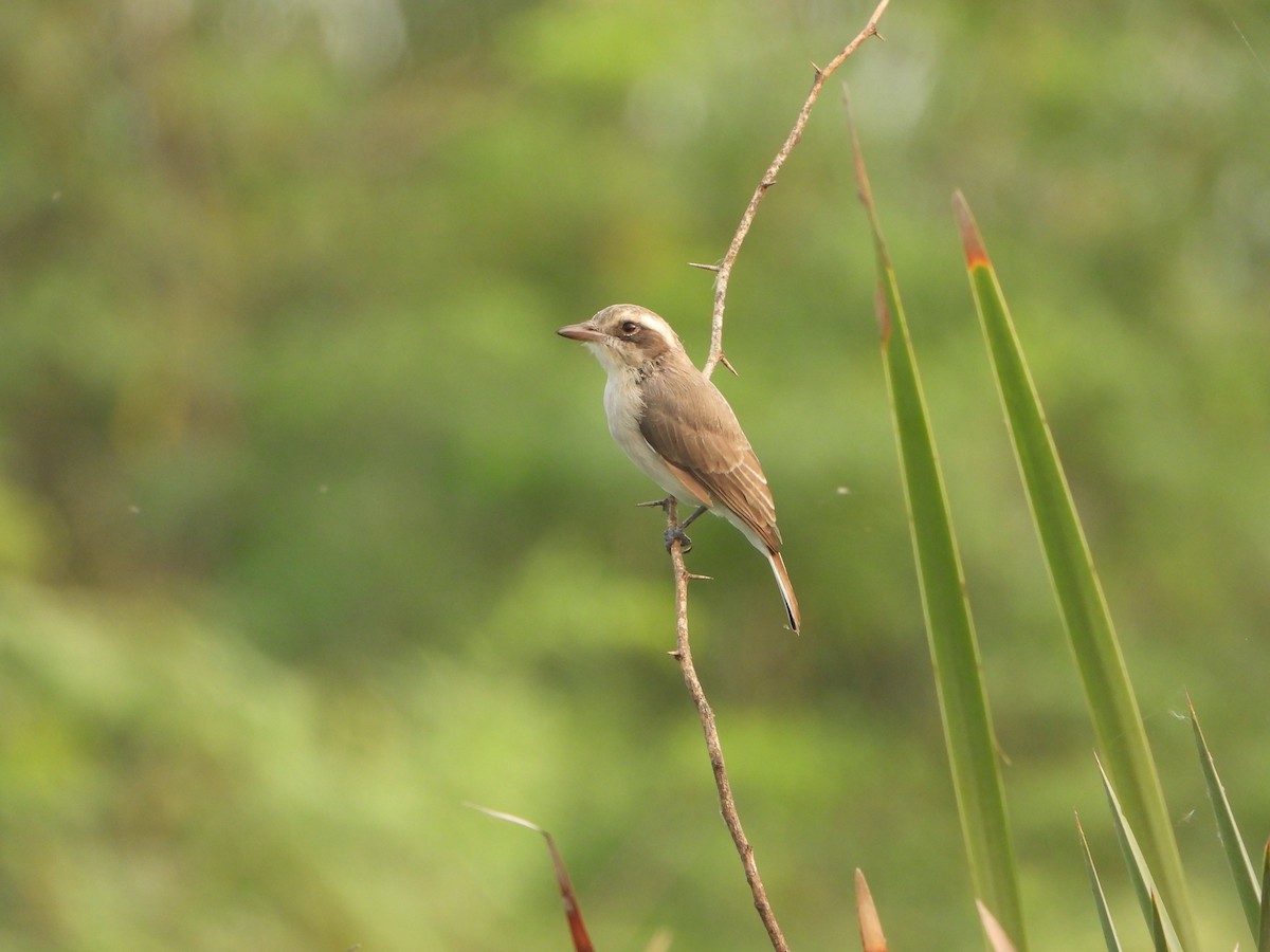 Common Woodshrike - ML642047712