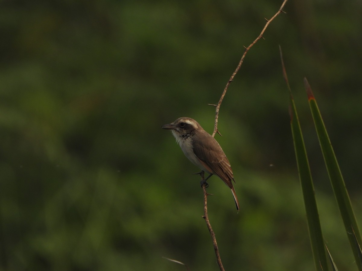 Common Woodshrike - ML642047714