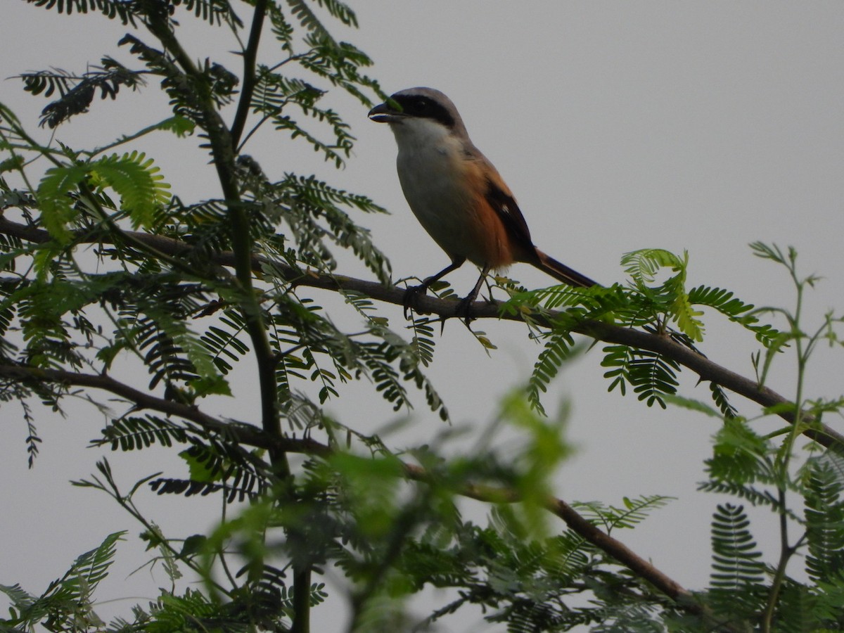 Long-tailed Shrike - ML642047719