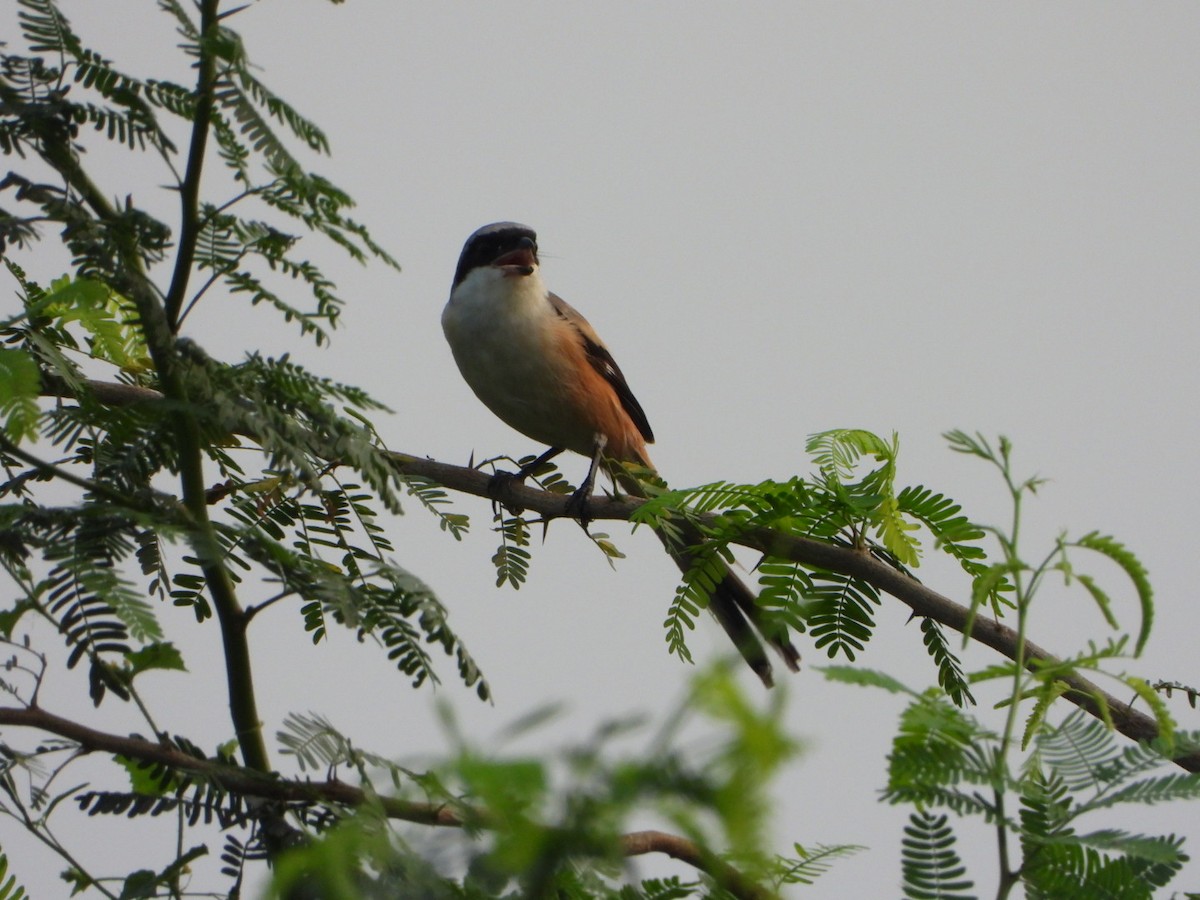 Long-tailed Shrike - ML642047720