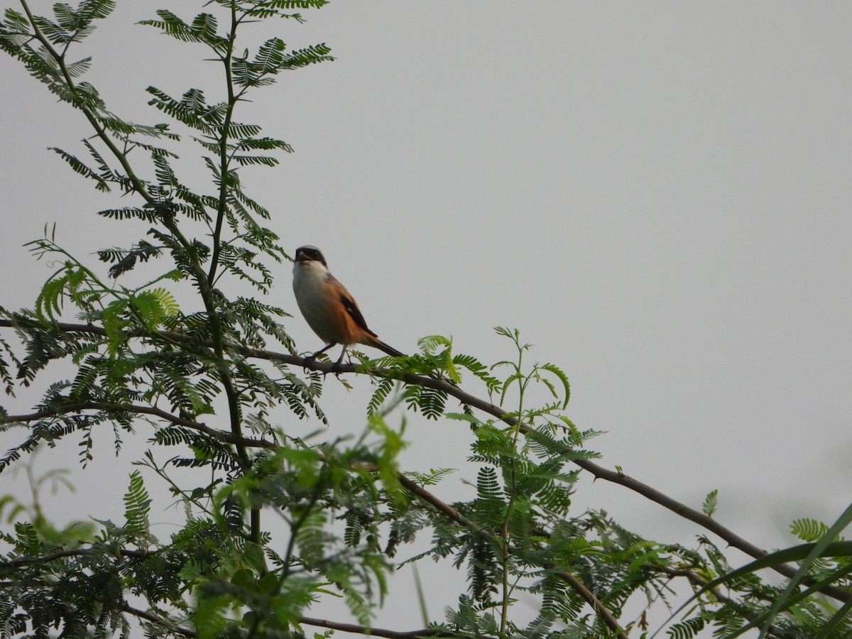 Long-tailed Shrike - ML642047721