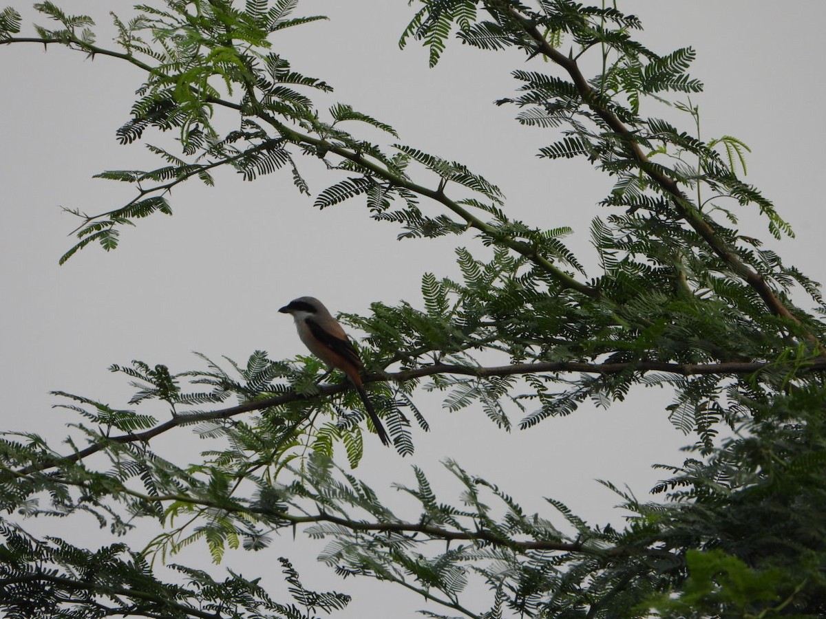 Long-tailed Shrike - ML642047722