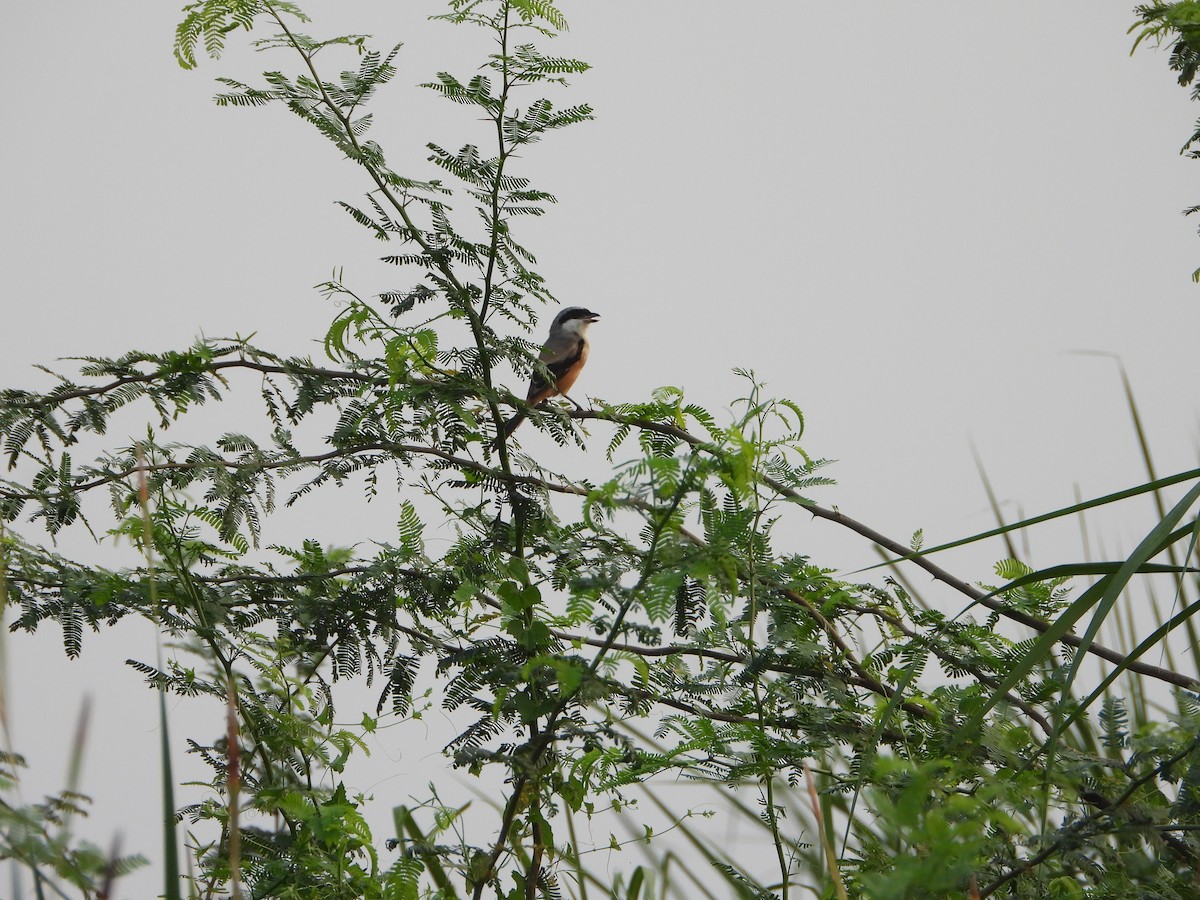 Long-tailed Shrike - ML642047723