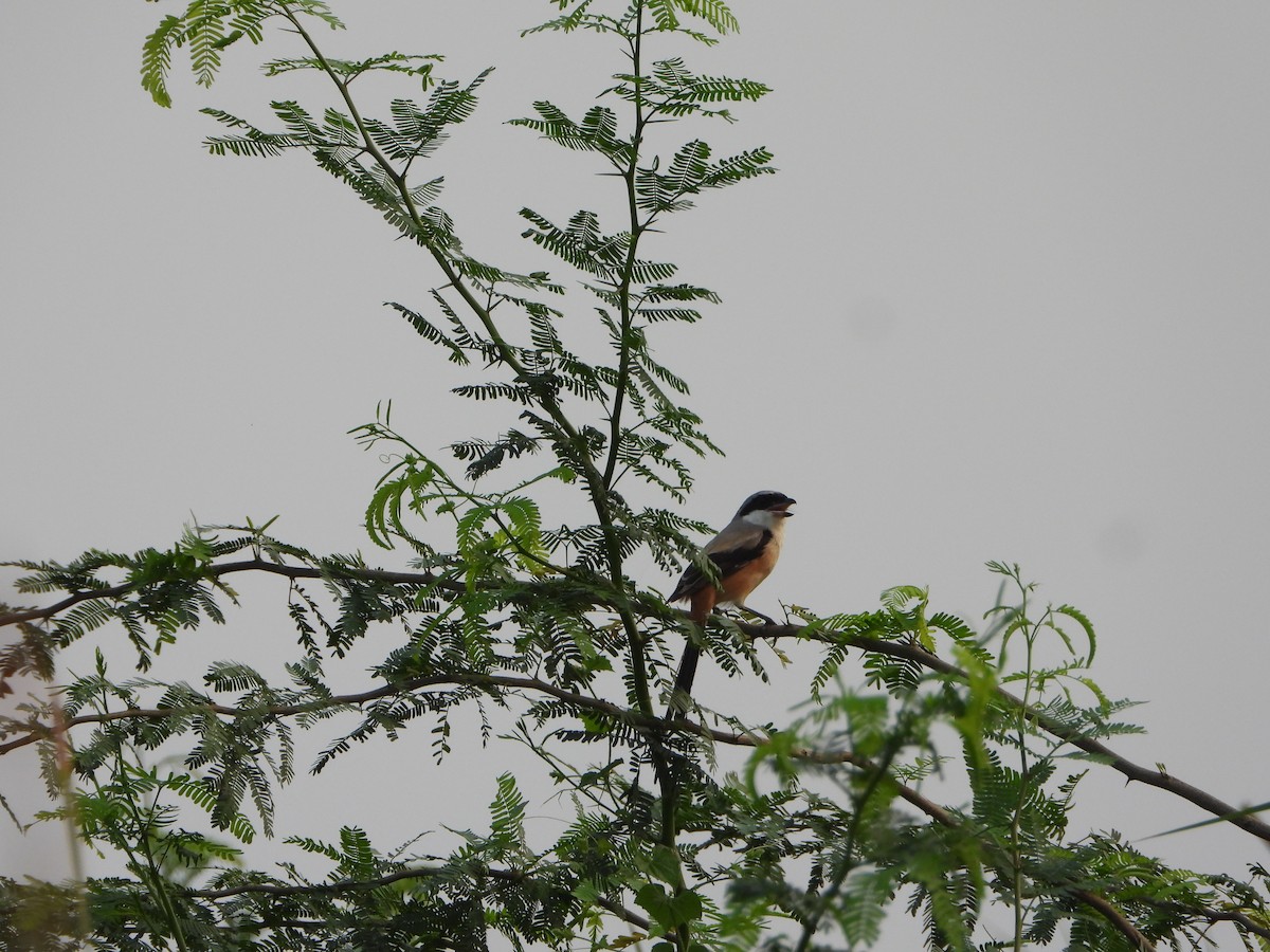 Long-tailed Shrike - ML642047724