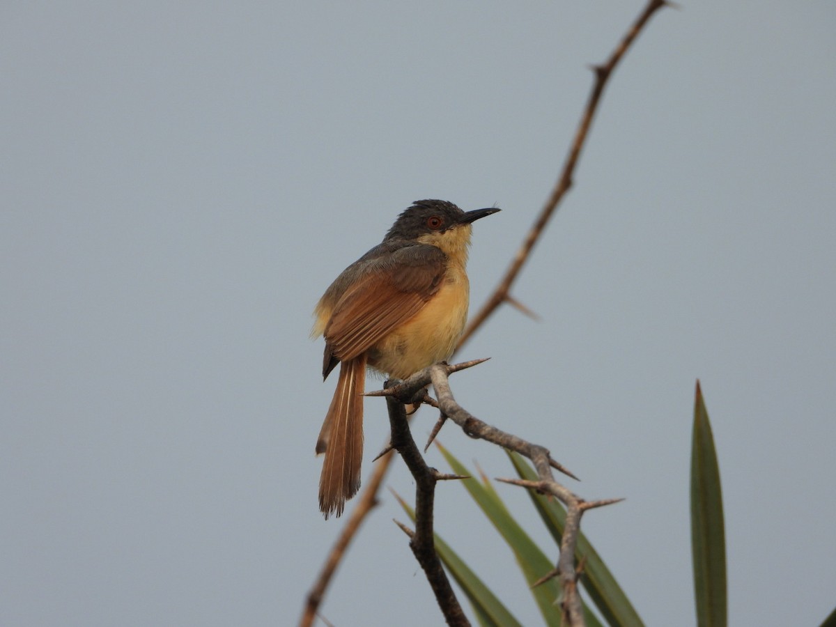 Ashy Prinia - ML642047727