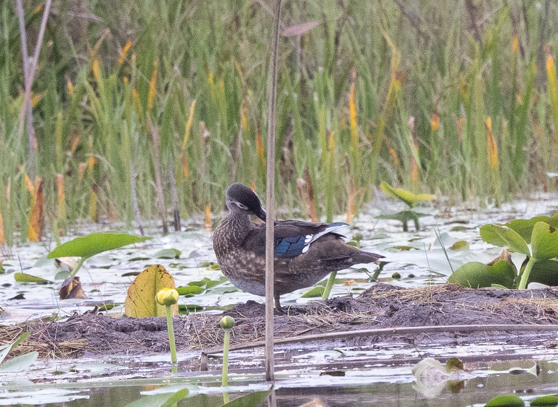 Wood Duck - ML642047734