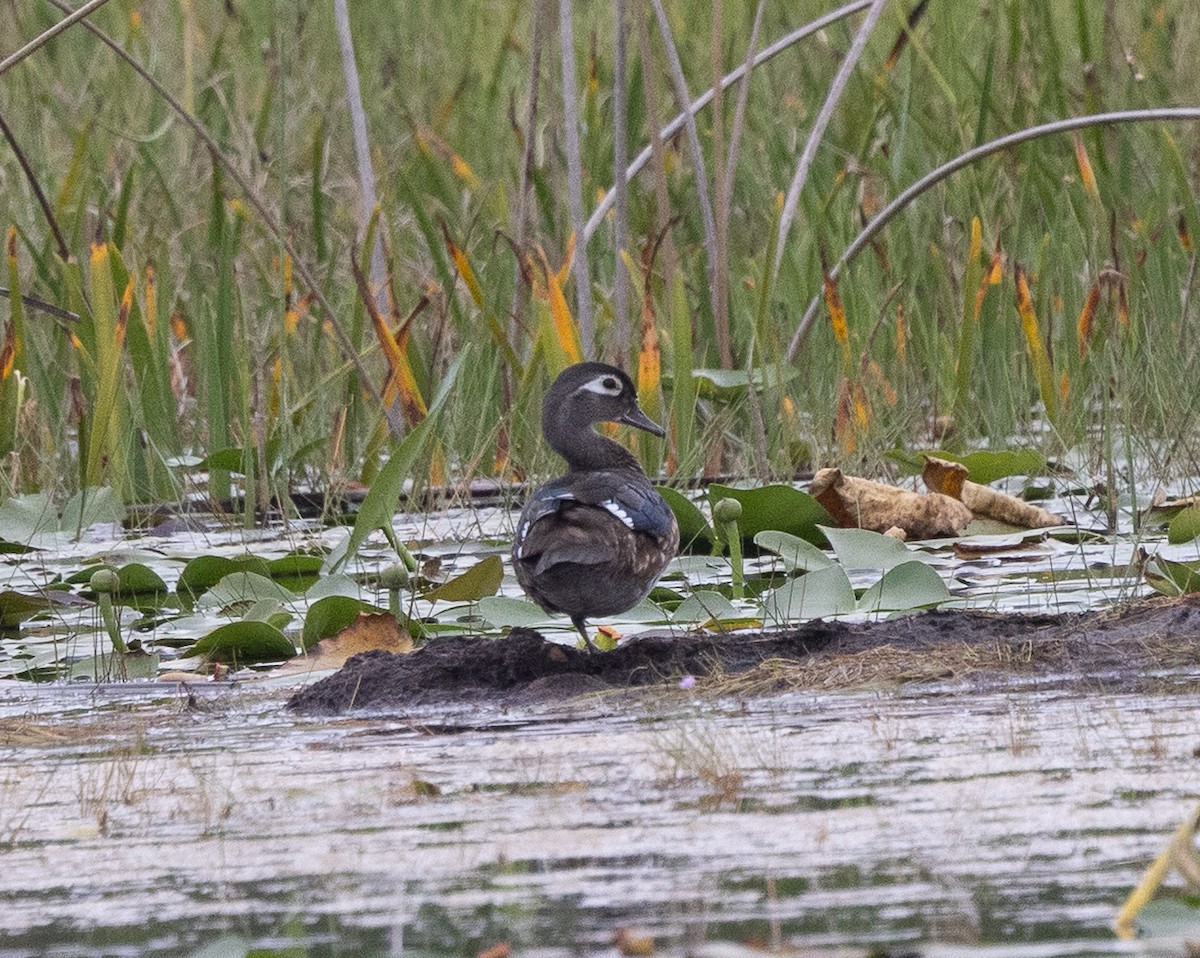 Wood Duck - ML642047737