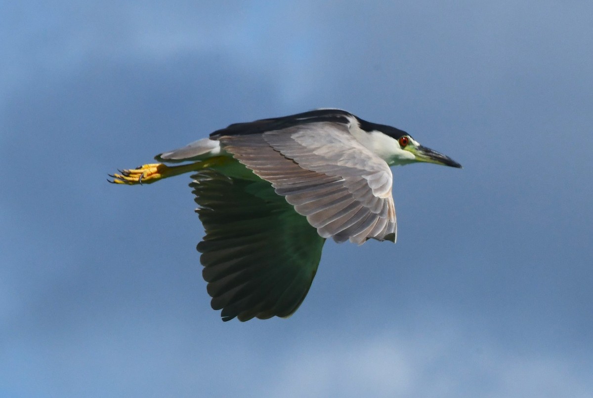 Black-crowned Night Heron - ML642047739