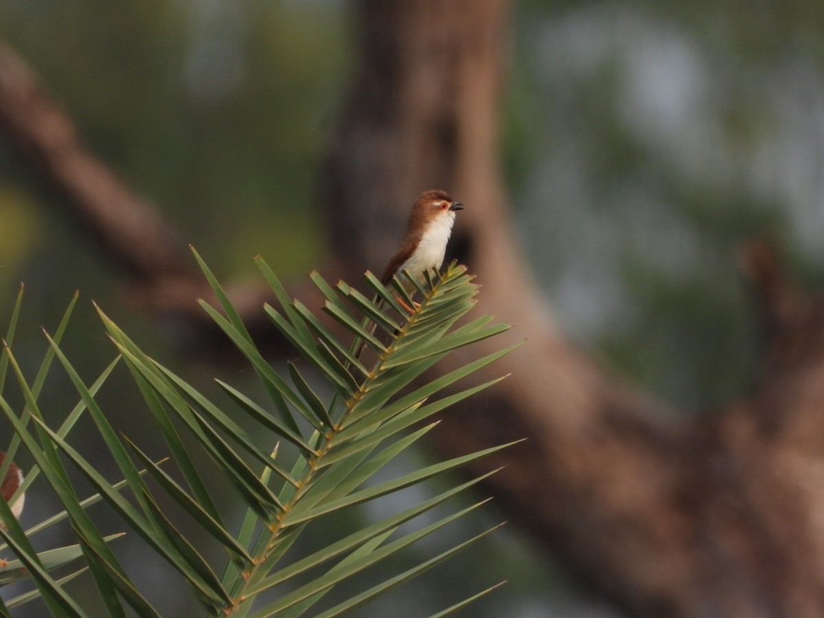 Yellow-eyed Babbler - ML642047740
