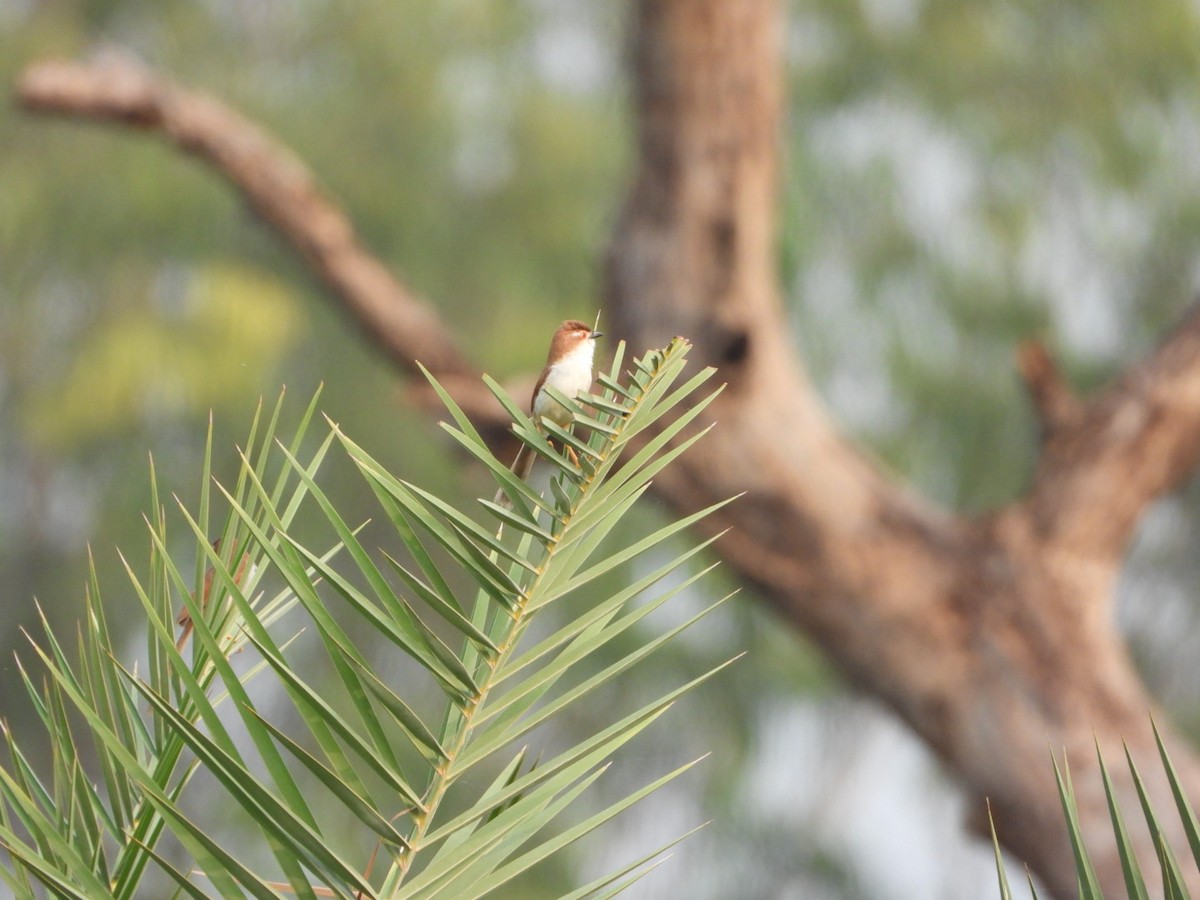 Yellow-eyed Babbler - ML642047741