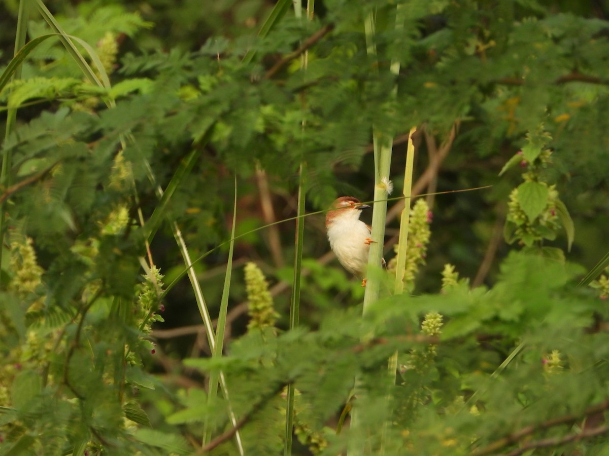 Yellow-eyed Babbler - ML642047742