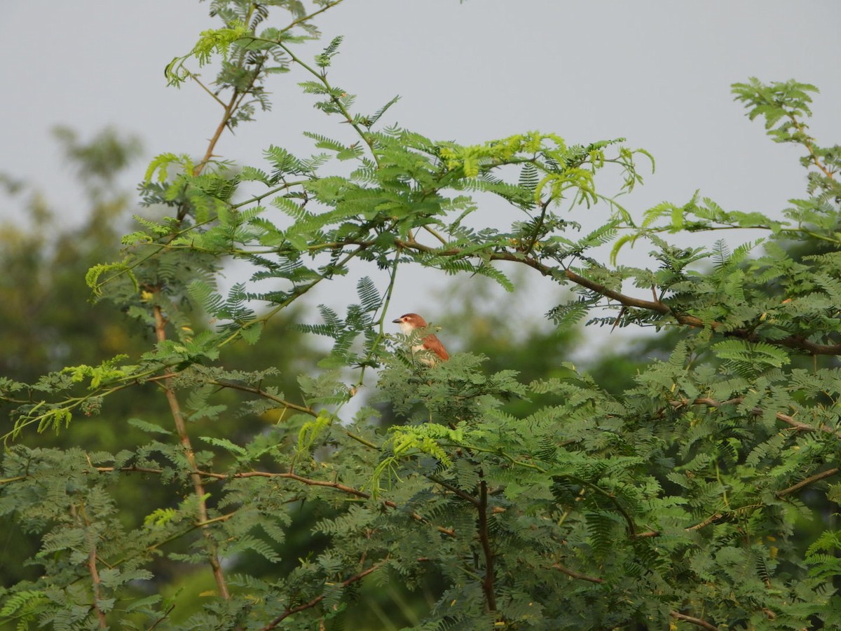 Yellow-eyed Babbler - ML642047743
