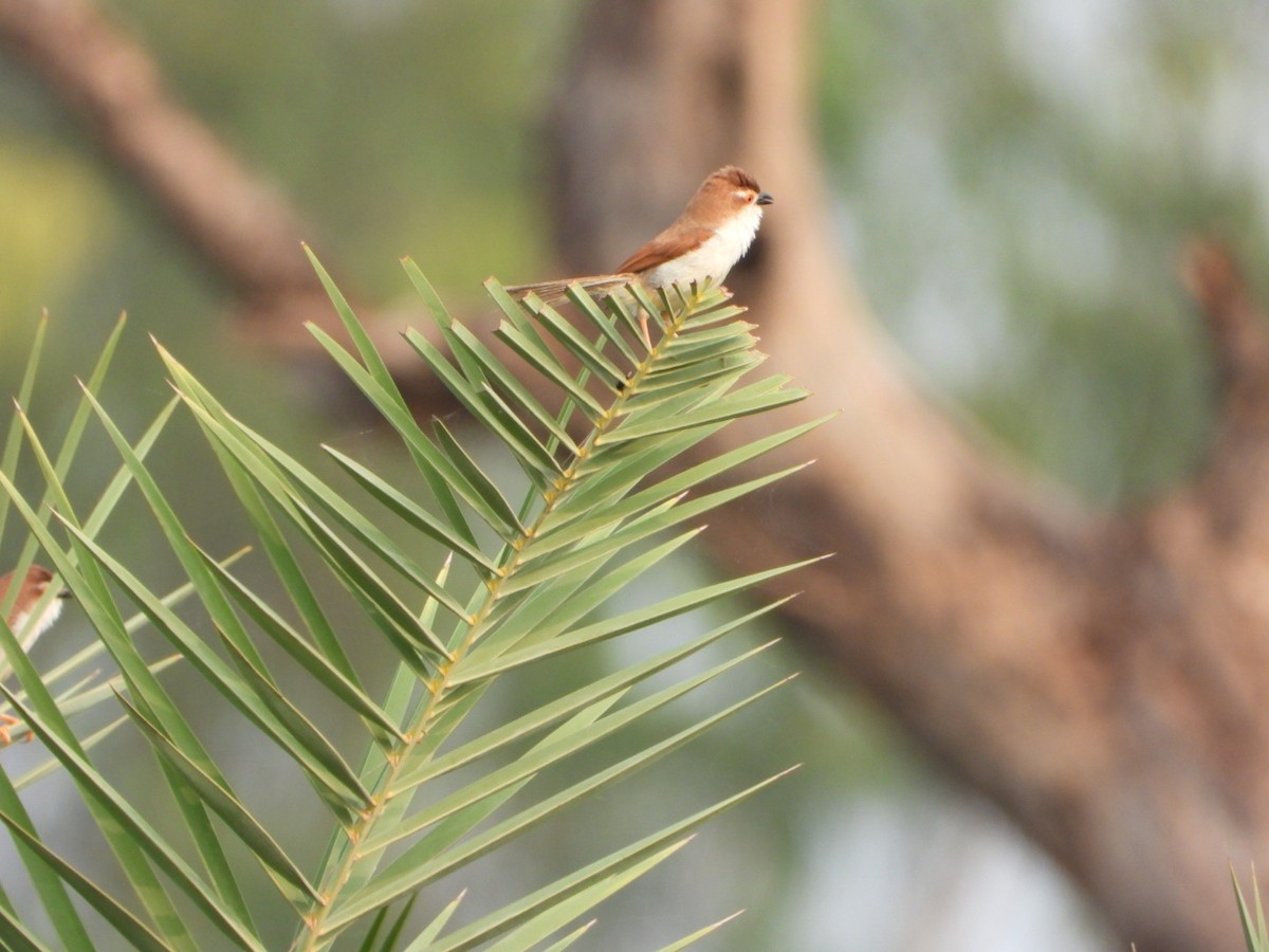 Yellow-eyed Babbler - ML642047744