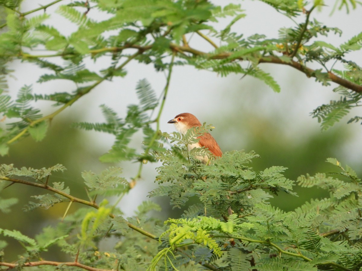 Yellow-eyed Babbler - ML642047746
