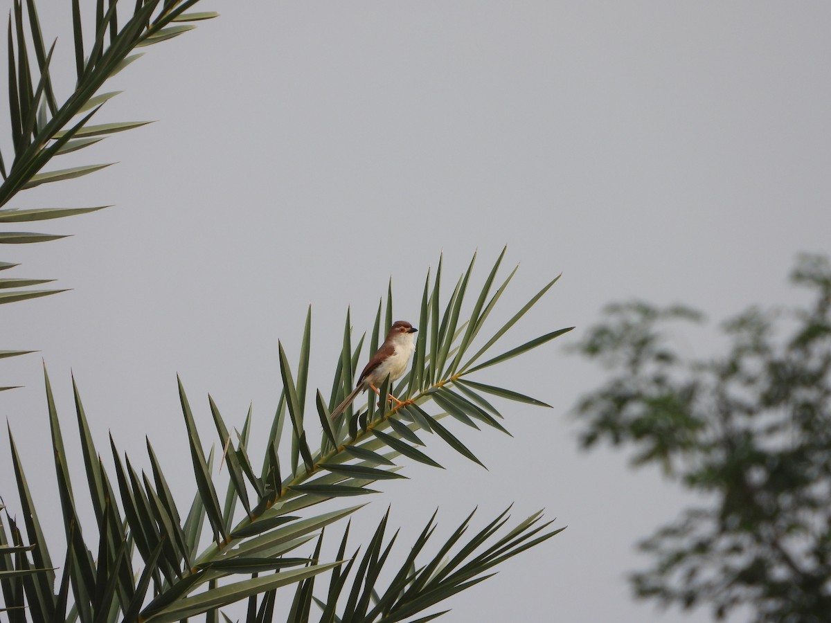 Yellow-eyed Babbler - ML642047747