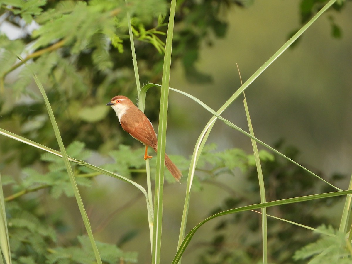 Yellow-eyed Babbler - ML642047748