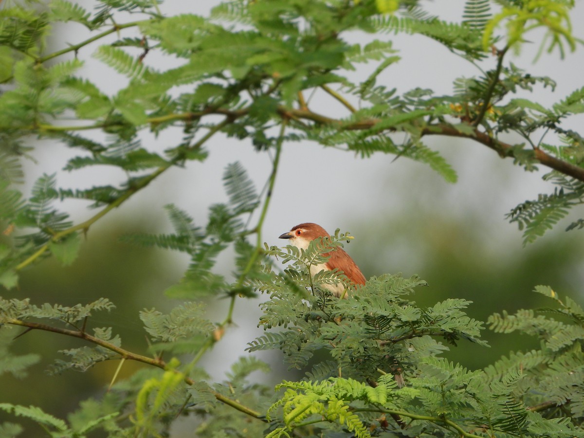 Yellow-eyed Babbler - ML642047749