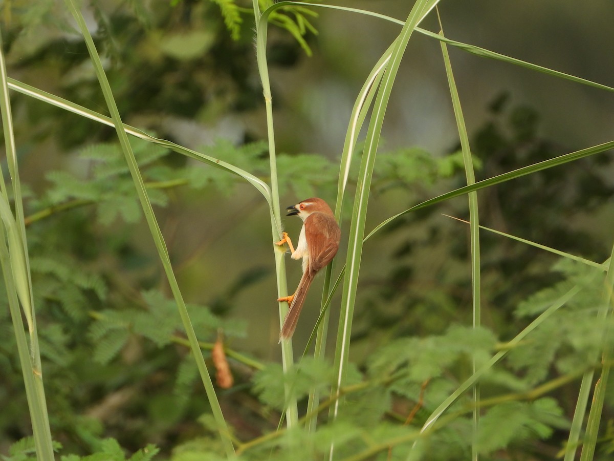 Yellow-eyed Babbler - ML642047750