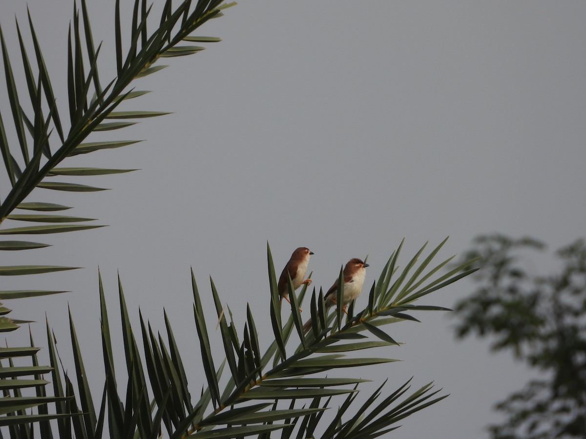 Yellow-eyed Babbler - ML642047751