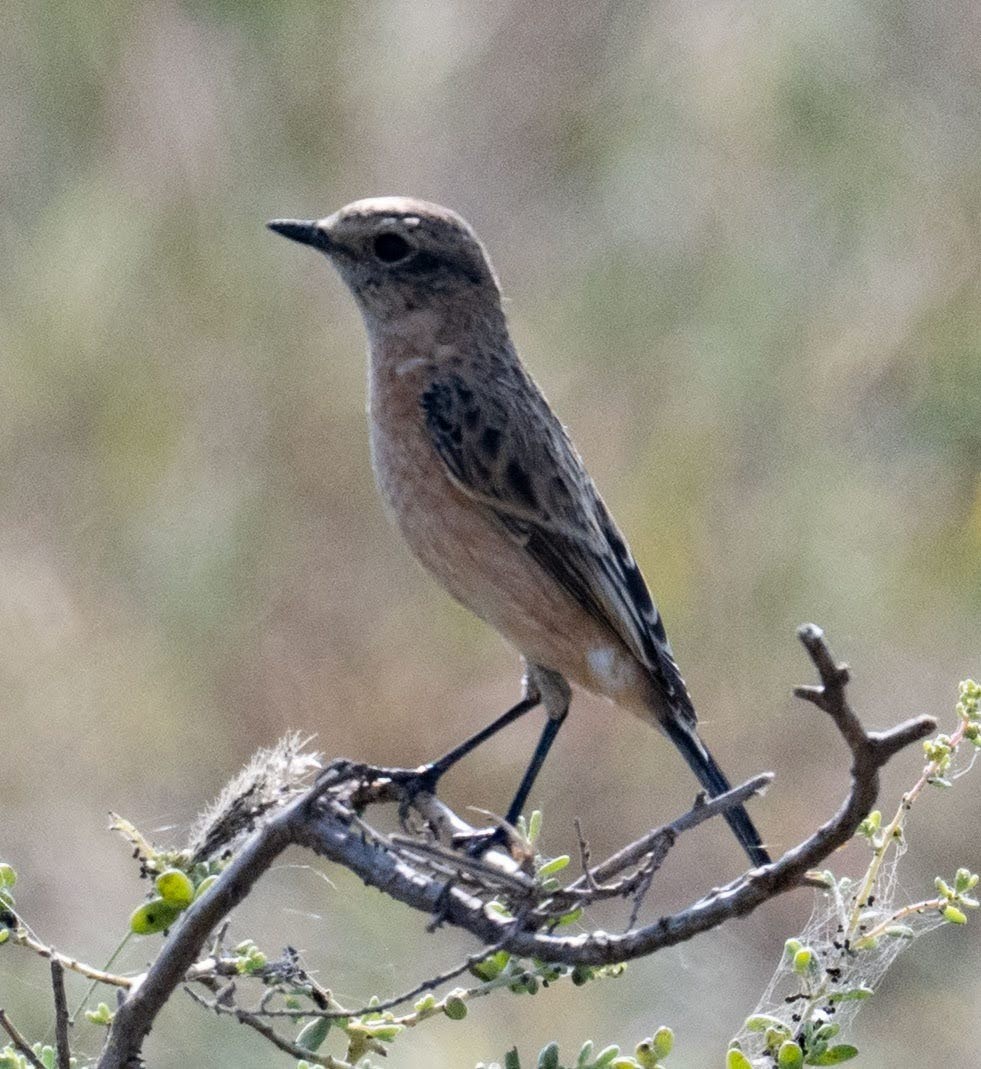 Siberian Stonechat - ML642047752