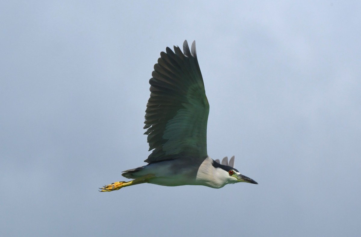 Black-crowned Night Heron - ML642047753