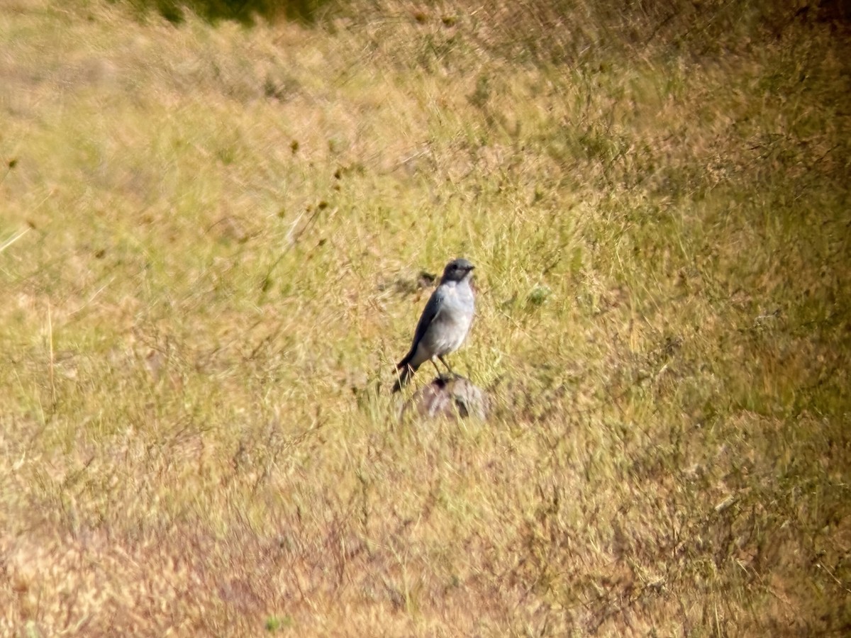 Mountain Bluebird - ML642047754